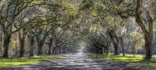 trees georgia oak avenue wormsloe