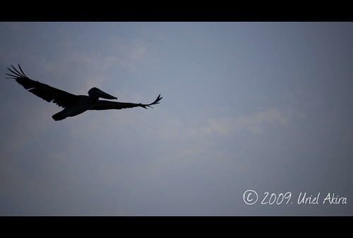 sunset pelicans birds mexico atardecer flying wings aves alas silueta veracruz siloutte volando coatza coatzacoalcos pelicanos nikond40 urielakira