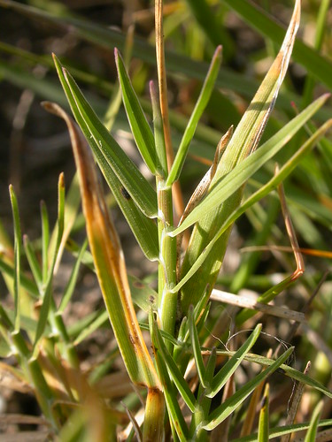 grass montana manhattan poaceae perennial leafblade muhlenbergia auricle rhizomatous warmseason leafsheath ligule wetsite muhlenbergiaasperifolia scratchgrass alkalimuhly