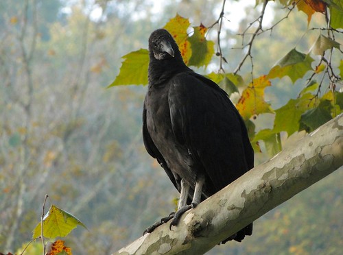 statepark park black bird nature wildlife indiana vulture blackvulture lawrencecounty p193 springmillstatepark dschx1
