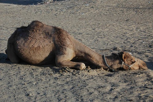 nap desert critter camel snooze asleep doze centralasia 2009 hadenough dozing turkmenistan karakum views100 erbent karakumdesert jerbent worldtrekker 20090603dsc4324 msh0913 msh091320