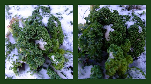 schnee winter snow green ice frost cabbage eis kale kail grünkohl colewort xmyrxn