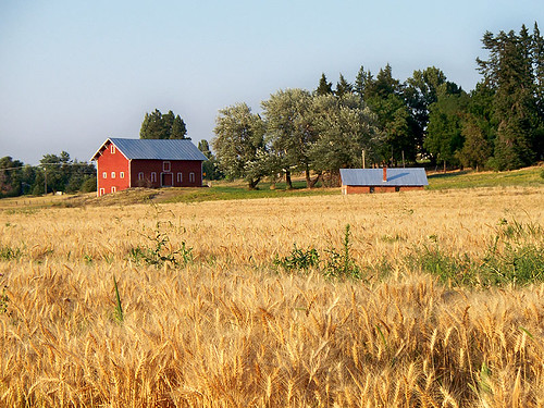 county sunset field evening farm wheat land wa prairie moran spokanewashington moranprairie kodakeasysharez1085iszoom