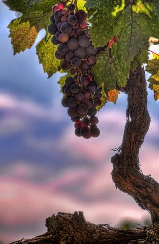 sunset vines nikon flickr grapes napa hdr d300 18200mm