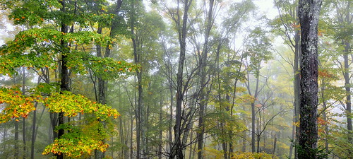 fog forest woods vermont foliage 18200 vt d90