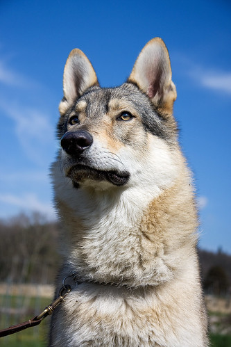 dog canon explore jackrussell minnie lupo eos40d czechoslovakianwolfdog luigiscattolin