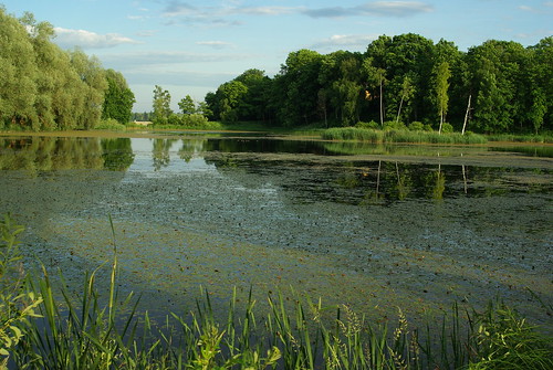 lake tree water forest estonia sergei eesti järv porkuni