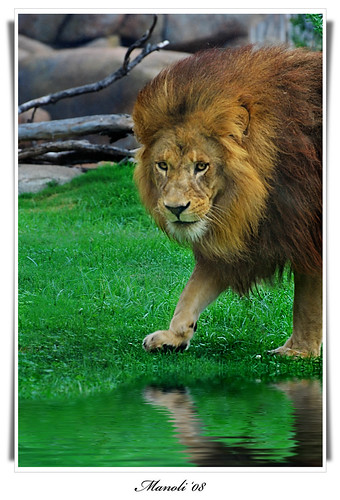 wild españa naturaleza nature valencia spain nikon lion natura leon trobada d60 comunidadvalenciana salvaje nikond60 bioparc manoli2008 dragondaggerphoto platinumpeaceaward