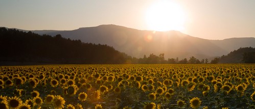 sunflowers field sunset flare drome france geo:lat=44664754 geo:lon=5469003 geotagged