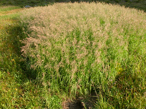 grass montana habit native calamagrostis poaceae perennial bunchgrass rhizomatous reedgrass coolseason calamagrostiscanadensis wetsite bluejointreedgrass