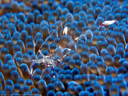 macro underwater crustacea tulamben anemoneshrimp usatliberty