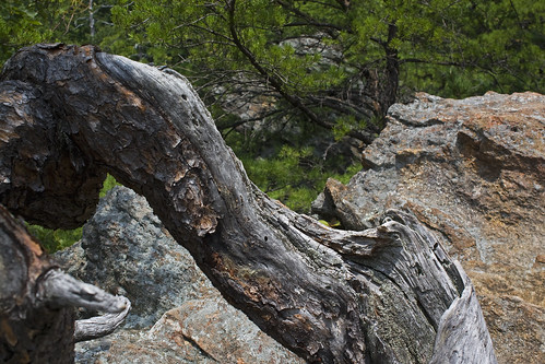 tree rock nc northcarolina southmountainsstatepark burkecounty davidhopkinsphotography ncpedia