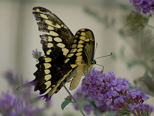 nature wildlife insect butterfly lepidoptera texas justin giantswallowtail