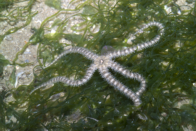 Flat-armed brittle star
