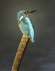 kingfisher on bullrush