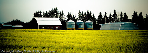 canada barn rural landscape farm paisaje alberta pinetrees canola canadá kanada landskap grainbin