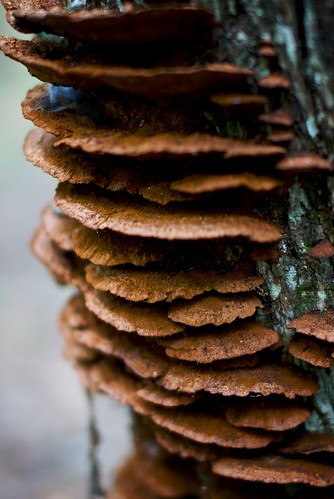 forest al woods unitedstatesofamerica hike fungus talladega sigma50mmf14exdghsm
