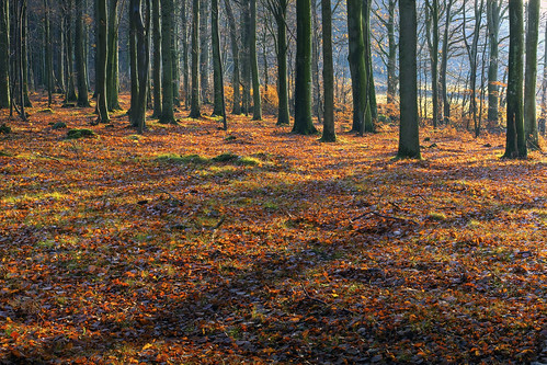 wood autumn sunset fall leaves forest skåne sweden hdr beech canon50mmf14usm bokskog johanklovsjö canoneos7d förslöv
