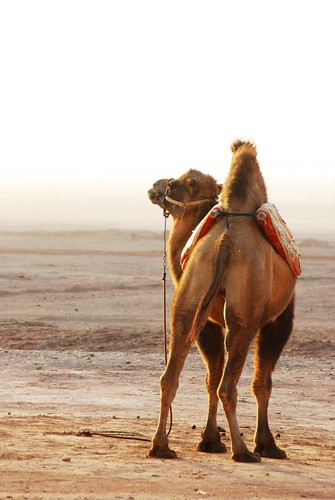 china sunset animal back mel camel xinjiang 新疆 melinda turpan 吐魯番 chanmelmel melindachan