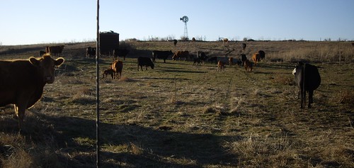 ranch windmill cow cattle pasture kansas calf calves gove