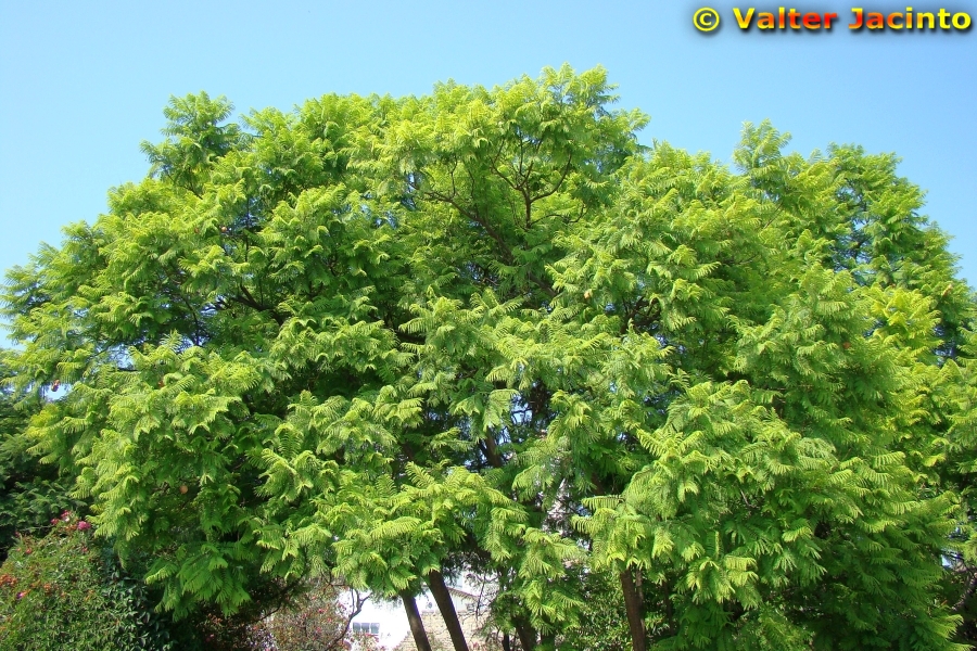 Jacaranda ovalifolia image