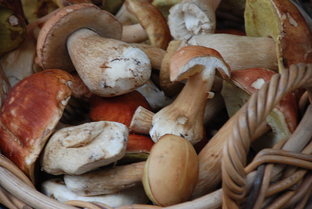 porcini mushrooms at the market