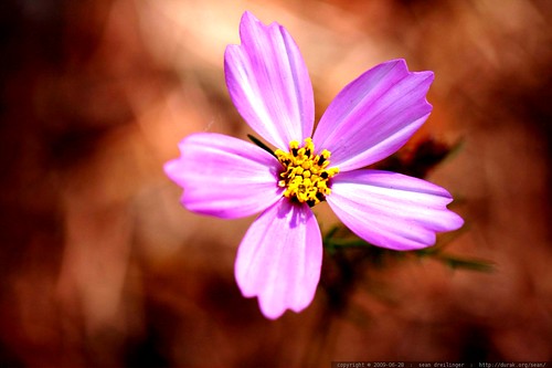 macro pink flower growing above brown pine needles    MG 6674