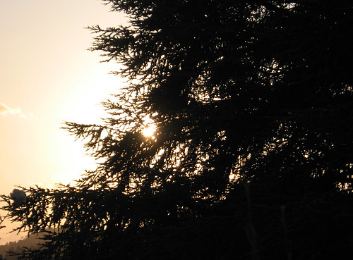 trees sunset sky sun alberi italia tramonto piemonte cielo sole alessandria ovada