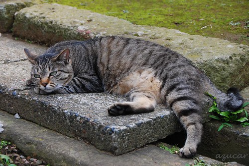 friends japan stone cat temple nikon chiba rest straycat ichikawa d60