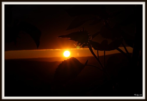 sunset flower norway canon landscape eos norge your yours sunflower dslr canoneos rælingen eos450d anawesomeshot eos450 theroger theroger09