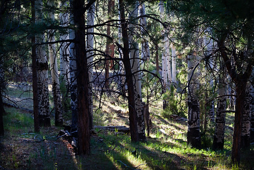 trees light grass forest shadows pineneedles aspen 2011 mttaylor