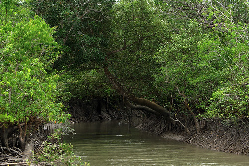 travel tree nature water forest canon river landscape outdoors boat rainyday journey mangrove bangladesh bgd openair cannel sundarbans canoneos30d mohammadmustafizurrahman