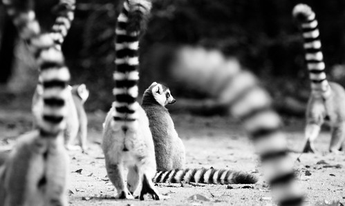 park bw france animal animals walking geotagged zoo monkey blackwhite sitting looking tail lemur lemurs 2009 100400mm tails vienne poitiers ringtailedlemur lavalléedessinges img4417 canon40d