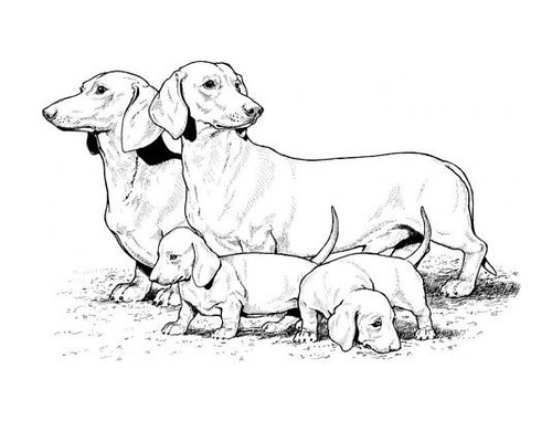 magic puppy coloring pages - photo #32