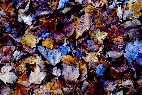 november blue winter red art fall nature leaves yellow foglie december novembre purple toni inverno autunno dicembre freddo caldo tonalità