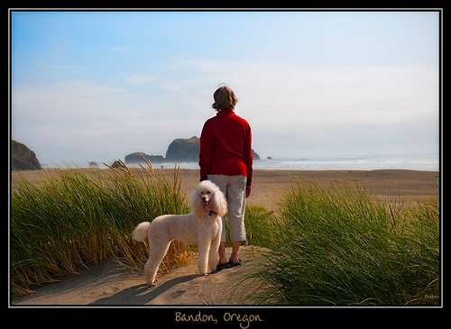 beach oregon evening explore bandon frontpage standardpoodle bandonoregon spcr only1 creamstandardpoodle
