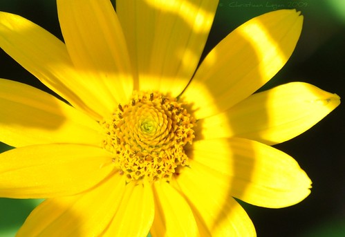 light shadow black flower green texture beauty lines sunshine yellow curves center wildflower