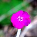 macro pink flower seen in luscher farm    MG 9056
