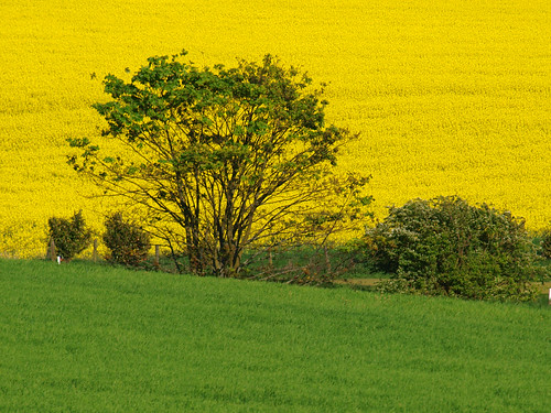 green yellow trees fields colour cumbria countryside nature crops