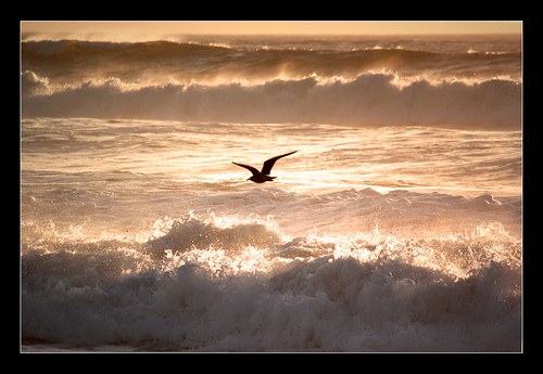 sunset sundown dusk evening sky clouds sun light gull seagull bird shadow sihouette waves surf beach california usa marina marinabeach
