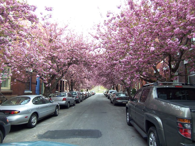 cherry blossoms down the street