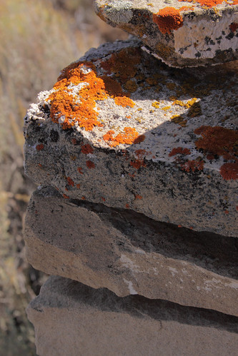 stones lichens weathering