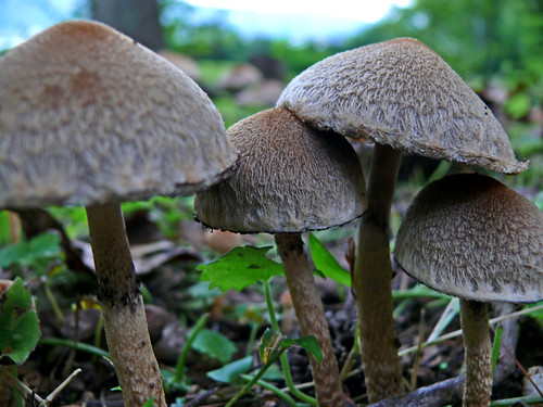 nature mushrooms fz50 panasoniclumix bkhagar