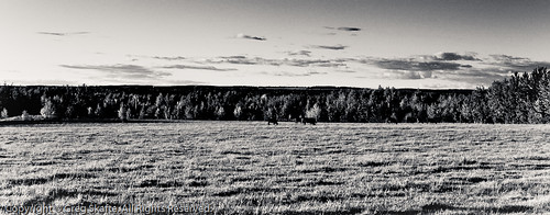 ca canada clouds rural landscape cow cattle farm paisaje ko alberta nubes farmanimal canadá vaca kanada landskap moln domesticanimal