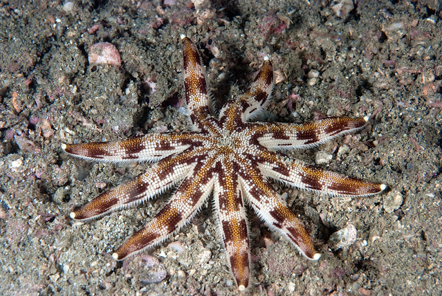 Ninearmed starfish (Luidia maculata)