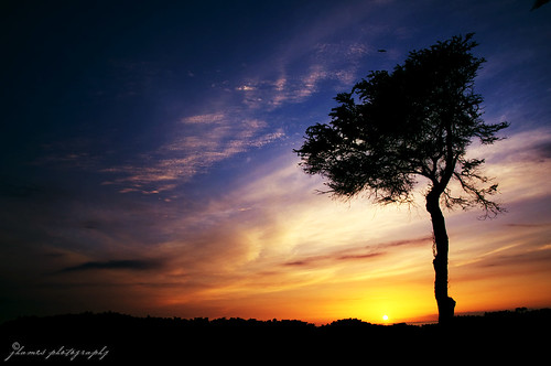 sunset tree silhouette clouds hawaii bluesky 18200mmvr nikond90 koolinabeachresort jhames808 jhamesphotography photosbyjhames