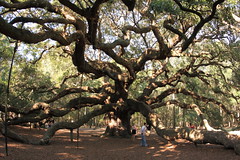 Angel Oak tree