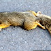 roadkill squirrel