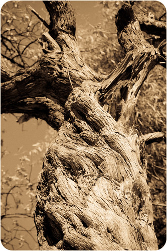 tree árbol zacatecas