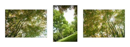 trees summer tree green triptych boilingsprings tamron1750 digitalrebelxti